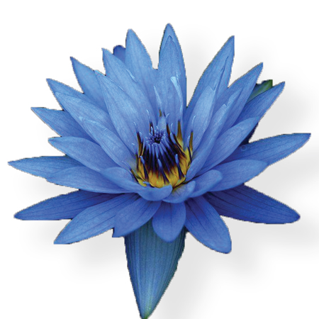 Blue Lotus Floral Absolute Oil  1